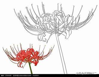 彼岸花诗(彼岸花最惊艳有名的诗句)插图1