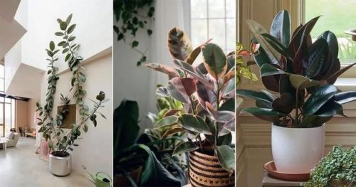室内大型植物排名前十(适合北方室内养的盆栽)插图8