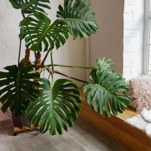 室内大型植物排名前十(适合北方室内养的盆栽)插图12