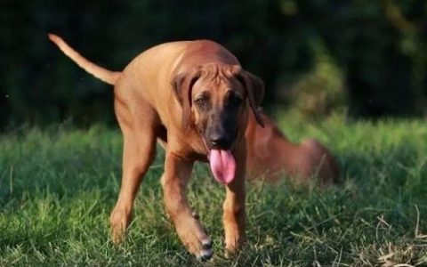 十大猎犬排行榜(中国十大猎犬)