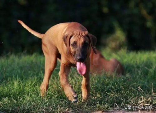 十大猎犬排行榜(中国十大猎犬)插图