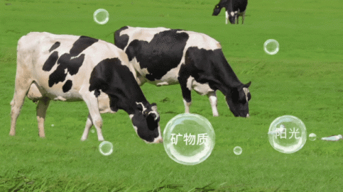 草饲奶粉排行榜(美赞臣草饲奶粉)插图1