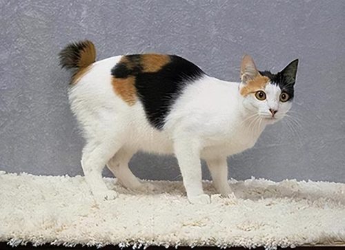 猫类智商排行榜(公认最聪明的6种猫)插图4