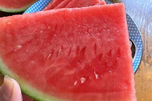 大型西瓜品种排名前十(薄皮小西瓜品种)插图12