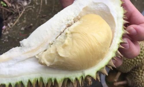 最好的榴莲品种排行榜(榴莲品种十大排名)插图5