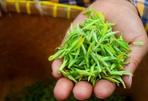 目前最贵茶叶排名前十(最贵的茶叶品种)插图9