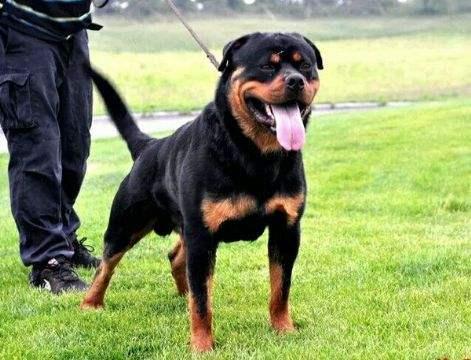 马犬排行榜(马犬排名第几聪明)插图5