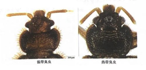 温带臭虫(臭虫生存环境温度)插图2