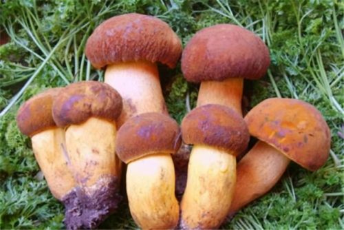 所有野生菌排名前十(野生菌十大名菌图片)插图4