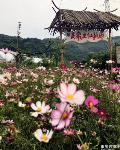 重庆好耍的农家乐(重庆好耍的暗巷)插图38