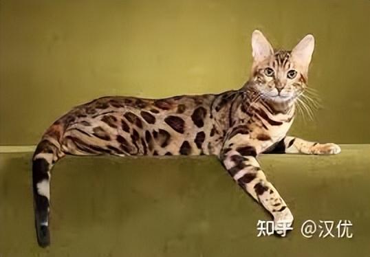 可爱猫咪排行榜(猫咪品种大全排行榜)插图9