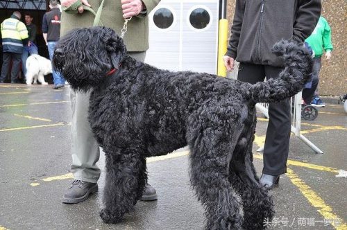 狗狗体型大小排行榜(土狗幼犬辨别体型大小)插图6