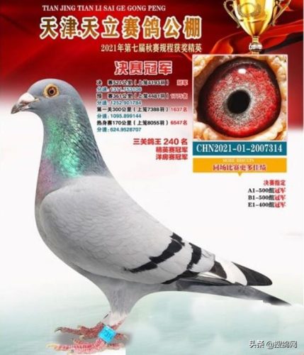 北京公棚排行榜(北京赛鸽公棚有哪些)插图8