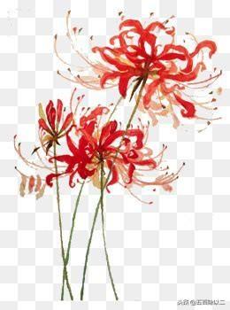 彼岸花诗(彼岸花最惊艳有名的诗句)插图2