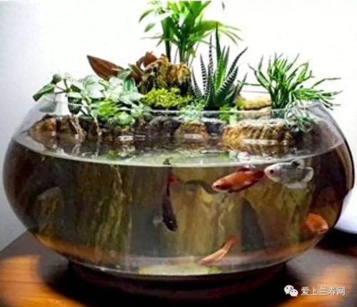 十大鱼缸品种排行榜(十大鱼缸排名前十名)插图20