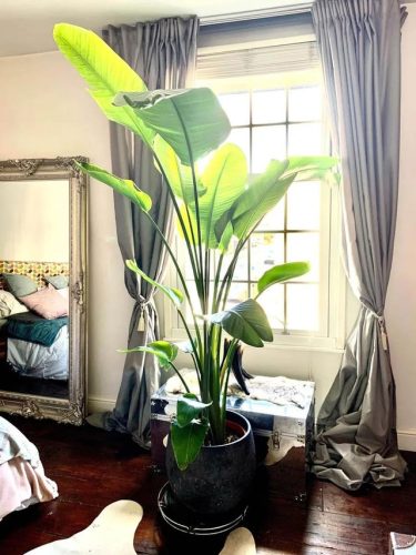 室内大型植物排名前十(适合北方室内养的盆栽)插图16