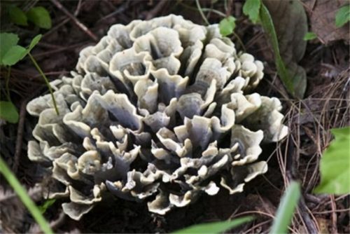 所有野生菌排名前十(野生菌十大名菌图片)插图