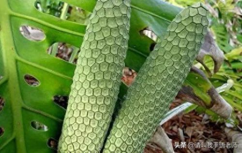 世界最奇葩的水果排名前十(全球六大奇葩水果)插图3