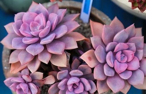 耐旱小众植物排名前十(耐寒耐旱的室内植物)插图3