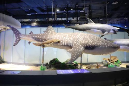 海洋生物资源最丰富的大洋(目前已知的海洋生物有多少种)插图20