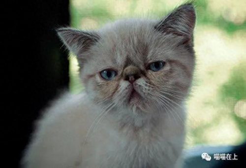 十大最胖的猫排行榜(十大最受欢迎猫排名)插图3
