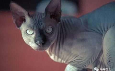 十大最胖的猫排行榜(十大最受欢迎猫排名)