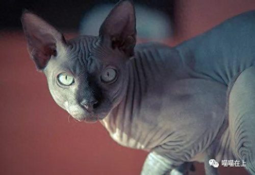 十大最胖的猫排行榜(十大最受欢迎猫排名)插图