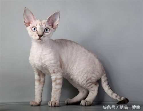 名猫排行榜20(十大名贵猫 前十名)插图9