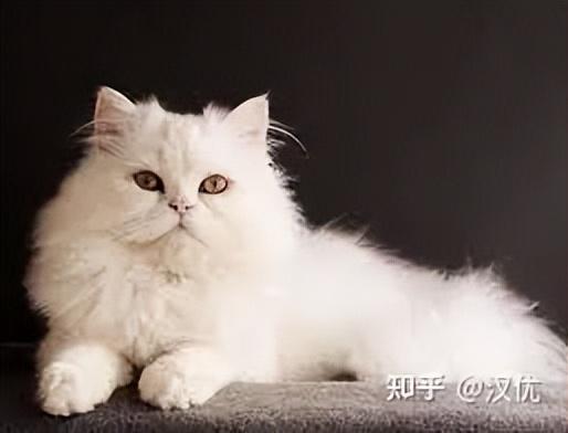可爱猫咪排行榜(猫咪品种大全排行榜)插图10