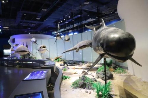 海洋生物资源最丰富的大洋(目前已知的海洋生物有多少种)插图19