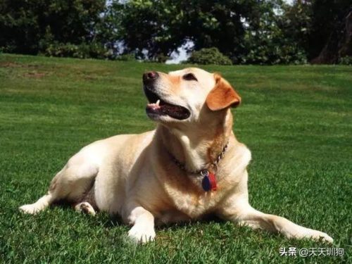 十大猎犬排行榜(中国十大猎犬)插图5