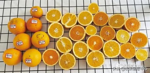 热门橙子品种排名前十(最甜的橙子是什么品种)插图3