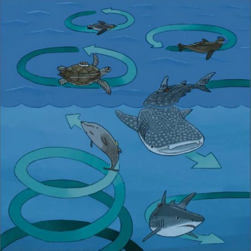 圈圈海龟(圈圈龟)插图