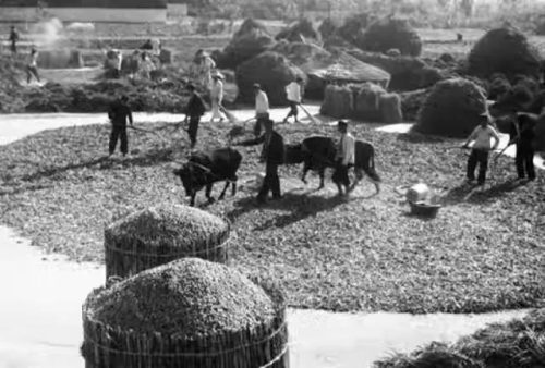 停交公粮是谁提出的(旧粮票回收价格表1972年)插图2