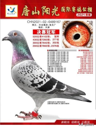 北京公棚排行榜(北京赛鸽公棚有哪些)插图2