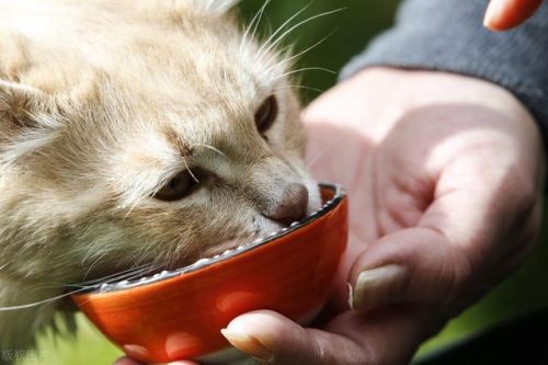 开饭乐猫粮排行榜(雀巢妙多乐猫粮怎么样)插图