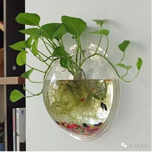 十大鱼缸品种排行榜(十大鱼缸排名前十名)插图34