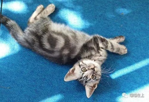 十大最胖的猫排行榜(十大最受欢迎猫排名)插图4