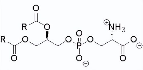 磷脂酰丝氨酸十大排行榜(磷脂酰丝氨酸治疗多动症)插图