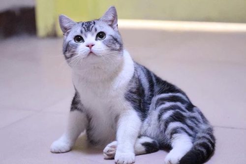 猫类智商排行榜(公认最聪明的6种猫)插图7