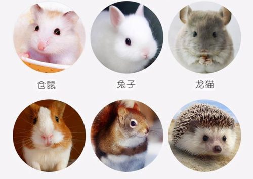 关于荷兰的资料(了解荷兰全部资料)插图11