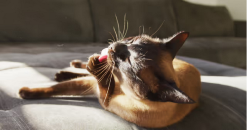 布兰德猫粮排行榜(世界排名前十的猫粮品牌)插图2