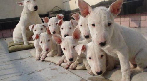 十大忠诚猛犬排行榜(十大最忠诚的狗排名)插图16