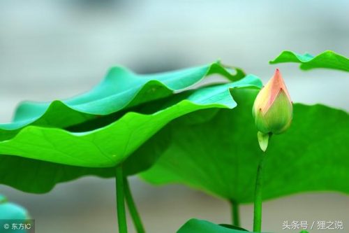 岁月静好安之若素(岁月清浅安之若素的意思)插图2