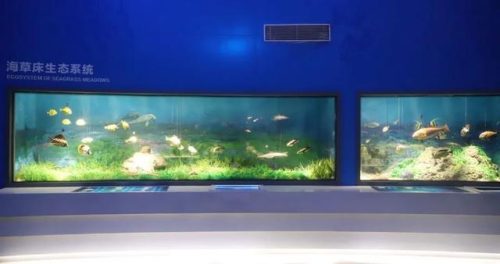 海洋生物资源最丰富的大洋(目前已知的海洋生物有多少种)插图4