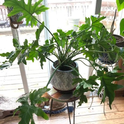 室内大型植物排名前十(适合北方室内养的盆栽)插图11