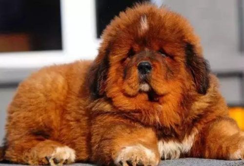 十大忠诚猛犬排行榜(十大最忠诚的狗排名)插图8