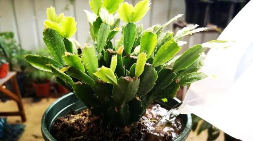 耐旱小众植物排名前十(耐寒耐旱的室内植物)插图14