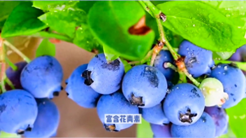 健康食物十大排行榜(十大健康食物排行榜10强)插图1