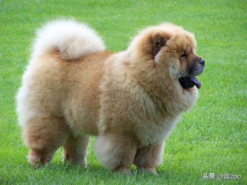 美国凶猛猎犬排名前十(全球十大猛犬排行榜)插图3